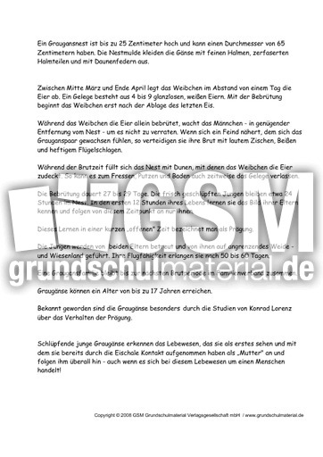 Graugänse-Text-zur-Präsentation-3.pdf